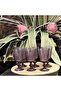 Flora 6-Piece Glass Goblet Set Lyso 031 - 4