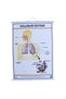 Respiratory System (with cover, 70x100)