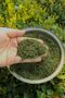 Isirgan Herb 45 Gr. Natural Production