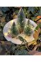 Led Fairy Daylight + 3-Piece (2 Pcs 10 cm and 1 Pcs 15 cm) Christmas Tree Set T217 - 4