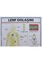 Lymph Circulation Board - 2