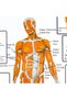Muscles Sheet in Support and Movement System - 4