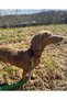 Handmade-Anti-Shock Spring, Dog Training and Walking Leash. Anti-Shock Dog Leash - 3