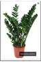 Zamia Bitkisi - 2