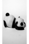 Uyuyan Panda