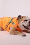 Pawlook Design Dog Coat with Chest Collar - 4