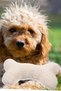 Osseous Dog Stress Teething Traction Pillow Toy Dog Play Pillow Dog Toy - 6