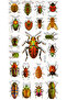 Sticker Embossed Sticker Decal Label (Xhc083)-18X9 Cm- Insect Species - 2