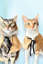 Adult Cat and Small Breed Dog Poncho - 3