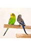 Trendme Bird Rasp Bird Feather Picker 2 Pieces - 6