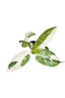 Philodendron 'Jose Buono' - 2