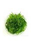 Vesicularia Dubyana Java Moss Cup Canlı Bitki