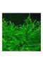Vesicularia Dubyana Java Moss 10x10cm Canlı Bitki