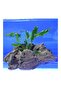 Anubias Minima Canlı Bitki