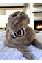 Black and White Striped Pattern Gold Dot Ribbon Cat and Small Breed Dog Collar
