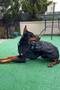 Dog Clothing, Large Breed Dog Raincoat, Waterproof Dog Coat, Black 9-55kg - 7
