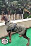 Large Breed Dog Raincoat, Dog Raincoat, Waterproof Dog Coat, Khaki 9-55kg - 6