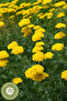 Famous Erzurum Mountains' Ancient Healing Native Harvest Yarrow Herb {Achillea Millefolium} |   75Gr - 3