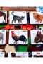 (Pets) Piece-By-Piece Matching Felt Velcro Activity Sheet - Children's Activity, Educational - 5