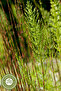 Opium Famous Siirt Kırkkilit Herb - 30Gr Ponytail and Pine Herb Zembrek Herb - 3