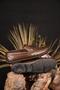 Men's Genuine Leather Loafer Casual Shoes Special Series Model Offering Solidness and Elegance Together - 2