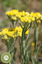 Intestinal-Friendly Golden Grass, Mayasıl Herb, Spleen Herb {Helichrysum Arenarium} from Van Yore |   55Gr. - 3