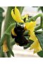 Bombus Arısı