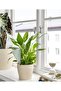 Self-Watering Container Inside the Pot Volume 250 ml Ikea Soil Watering Assembly Plastic Waterer - 3