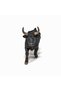 Figurina Taur Camargue - 4
