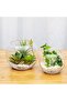4-Inch Clear Bubble Glass Vase, Transparent Planter/Terrarium for Wedding Décor [1 Piece] - 6