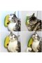 Cat Weed with Silicone Scratcher - 4