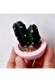 3D 7cm Cactus Silicone Mold in Round Flower Pot K-1411, Stone Powder Candle Plaster Mold - 4