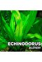 Echinodorus Bleheri Saksı Canlı Bitki - 2