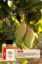 Mango Çubuklu Oda Kokusu Reed Diffuser 100ml - 2