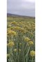 Immortal Flower Essential Oil from Our Garden Skin and Hair Care Aromatherapy Series 10 ml - 3