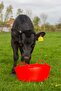 Red  Gorilla - Gorilla Tubs & Recycled Black Tubs - Small Shallow 15L -Red - 3