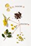 PHYTO COLOR 5 LIGHT CHESTNUT - 2