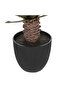 Easy Maintenance Realistic Looking Decorative Artificial Palm Tree with Pot 52cm - 3