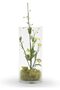 Glass Cylinder Vase (Clear, Width 4in, Height 7.8in) - 3