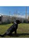 K9 Boyun Tasması