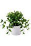Flower Pot 11Cm X 11Cm X 11Cm White Pot, Green Leaves - 3