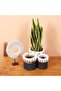 Nevşehir Natural Abaca Set of 3 Flower Pot & Storage Organization