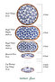 Lara - 26 Piece Porcelain Breakfast Set Iris - 8