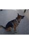 K9 Boyun Tasması - 3