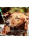Clinical Care Antiseptic & Antifungal Shampoo for Dogs & Cats, 16 Fl Oz – Soothes Skin - 4