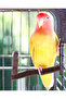 Natural Wooden Bird Perch - Cage Accessory and Chewing Toy for Budgie, Parrot - 4