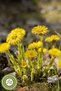 Nature's Breath Prescription from the Famous Rize Region: Farfara Herb, Thai Herb {Tussilago Farfara} |   60Gr. - 2