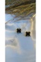 Black Clover Detailed Steel Earrings - 3