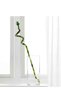 Lucky bambooنبات الخيزران الطبيعي  45 سم - 3