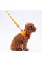 Neon Orange Leash Cat Dog Transport & Travel Strap Dog Extension Leash-2Cm - 3